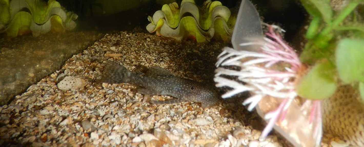 Bristlenose Catfish  (Ancistrus Cirrhosus )