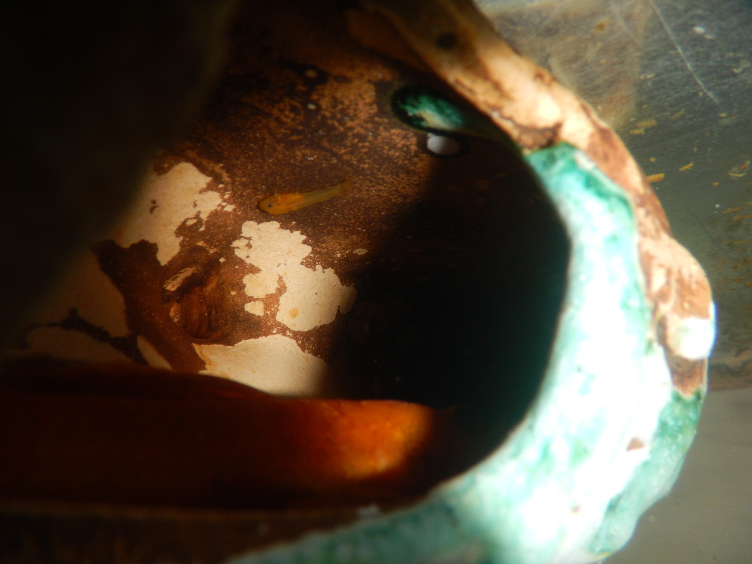 Super Red Bristlenose