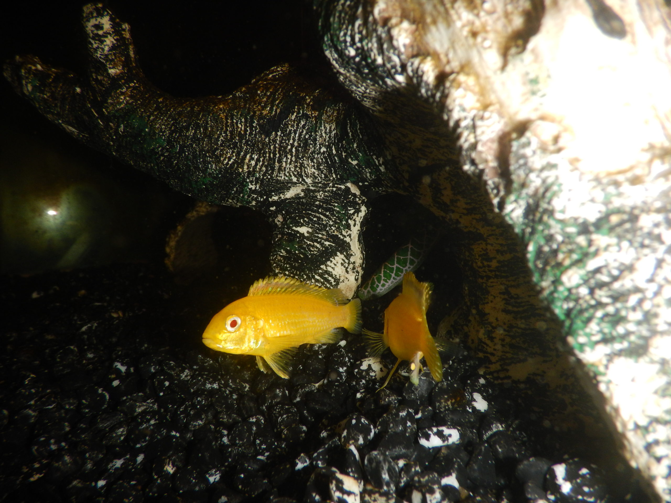 Labidochromis caeruleus (albino)