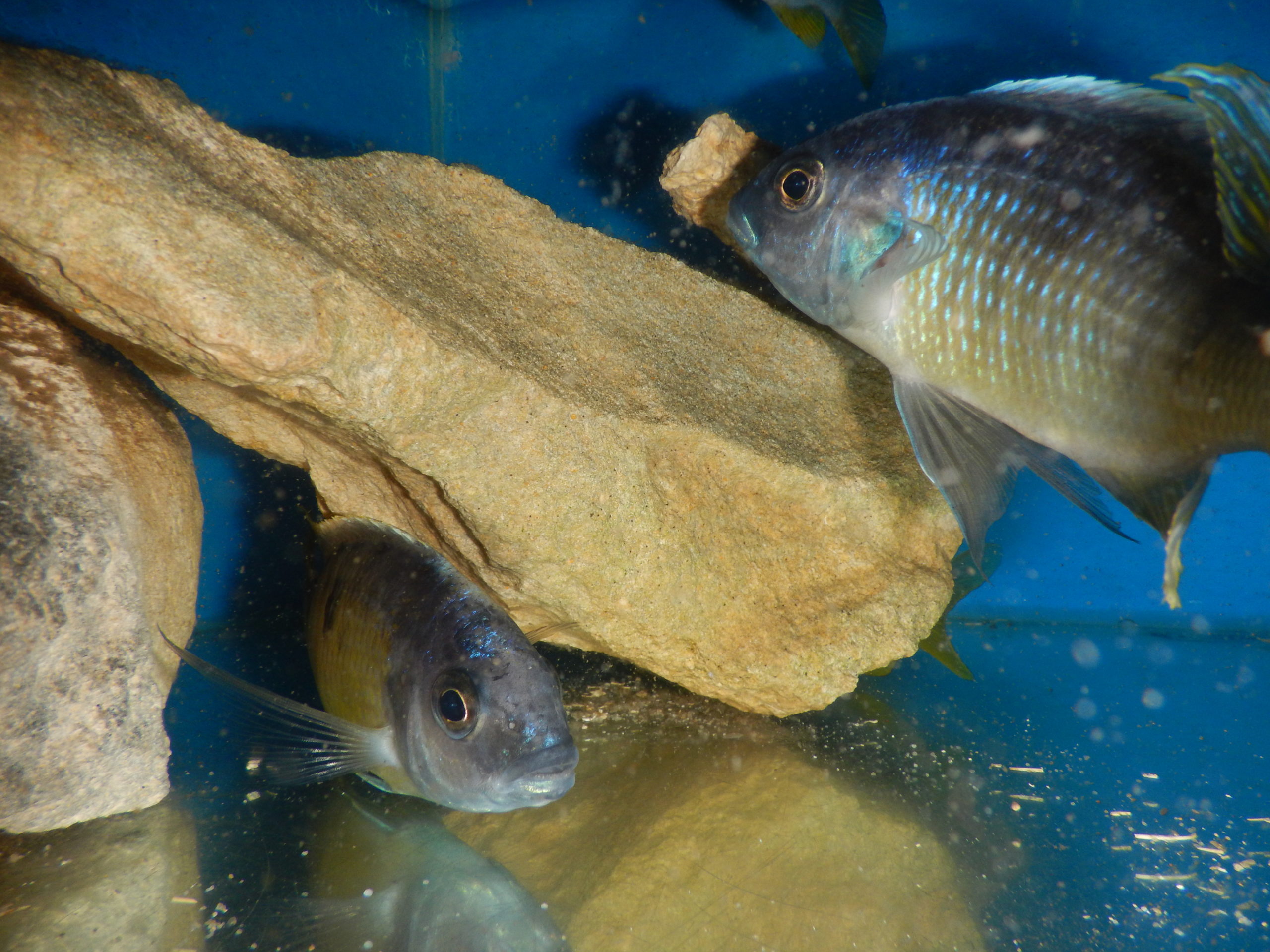 Otopharynx Tetraspilus